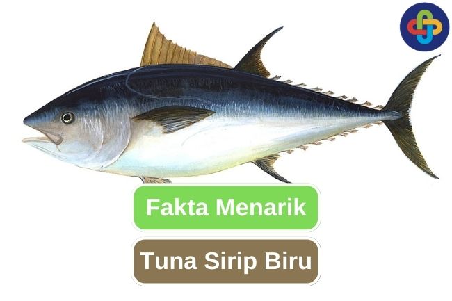 Ketahui 10 Fakta Menarik Ikan Tuna Sirip Biru